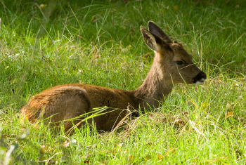 Roe deer